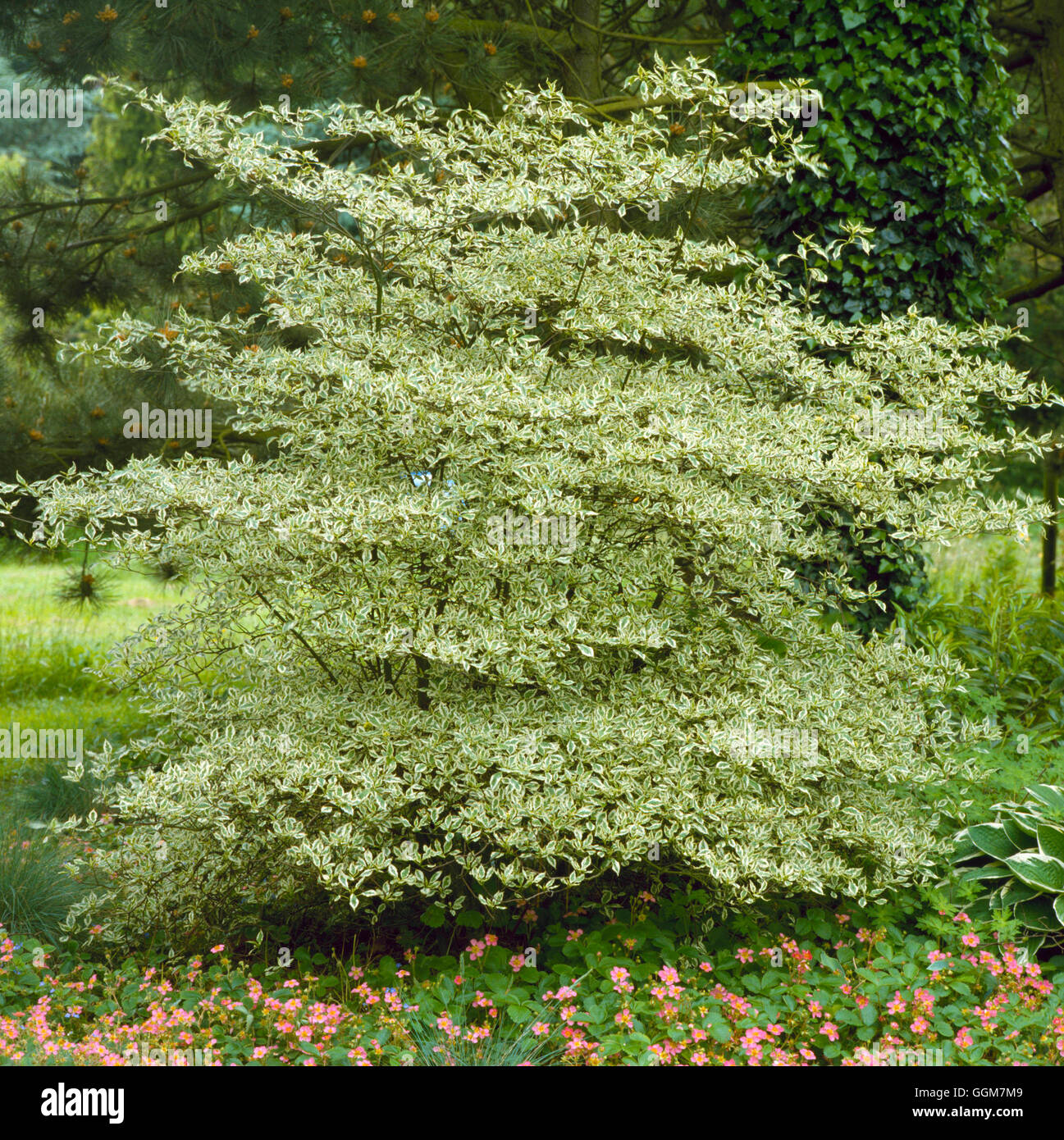 Cornus alternifolia - `Argentea' AGM   TRS050813 Stock Photo